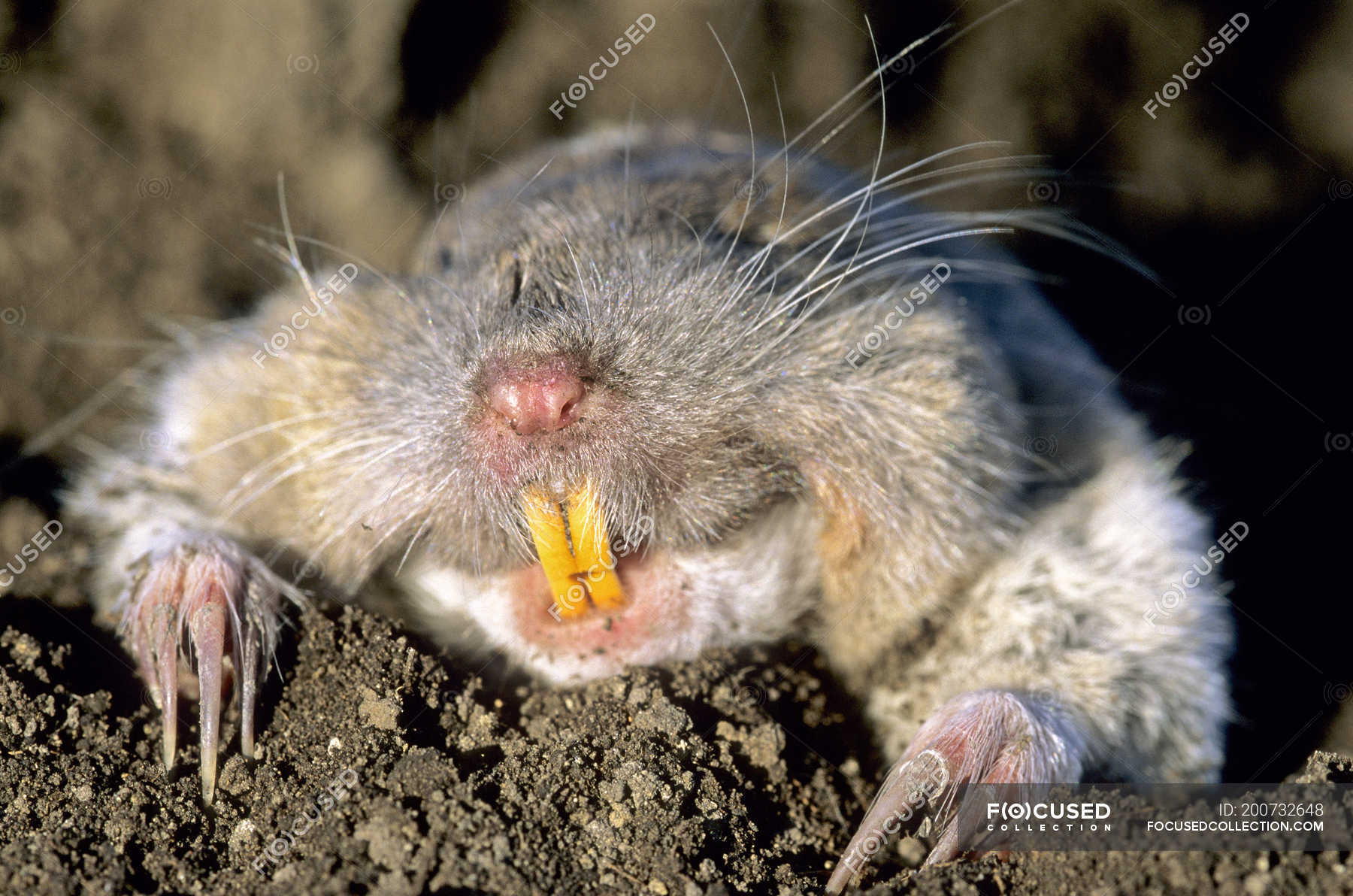 Northern pocket gopher surfacing from burrow, Alberta, Canada — Non