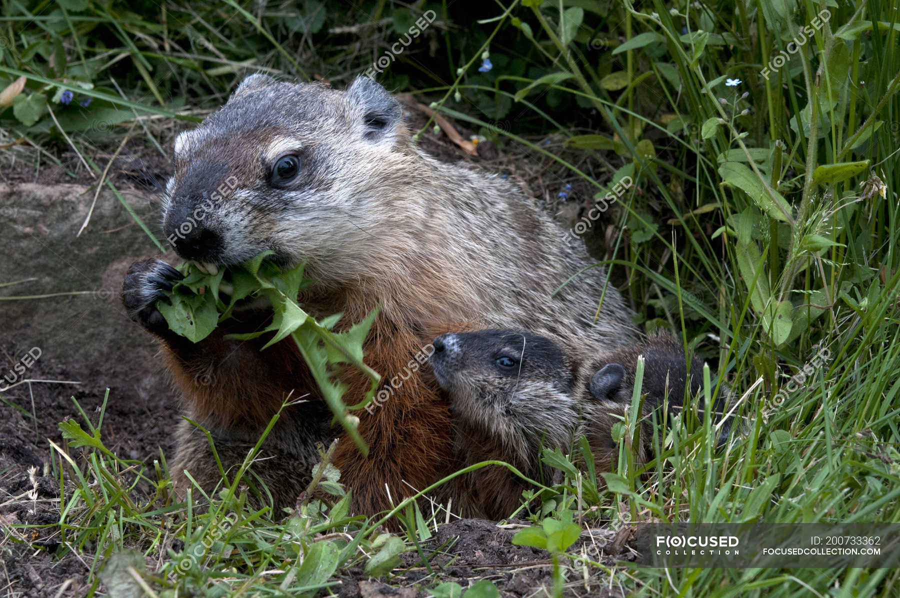 Groundhogs eating dandelion leaves in meadow of Minnesota, USA