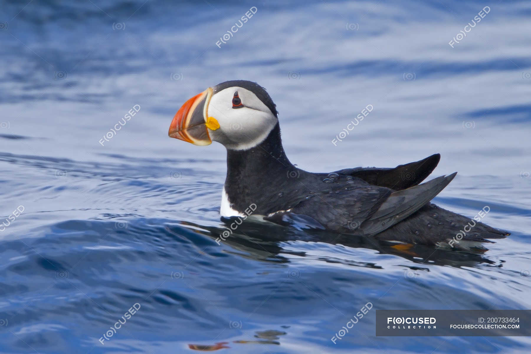 Atlantic puffin swimming in ocean water, close-up — horizontal, seabird ...