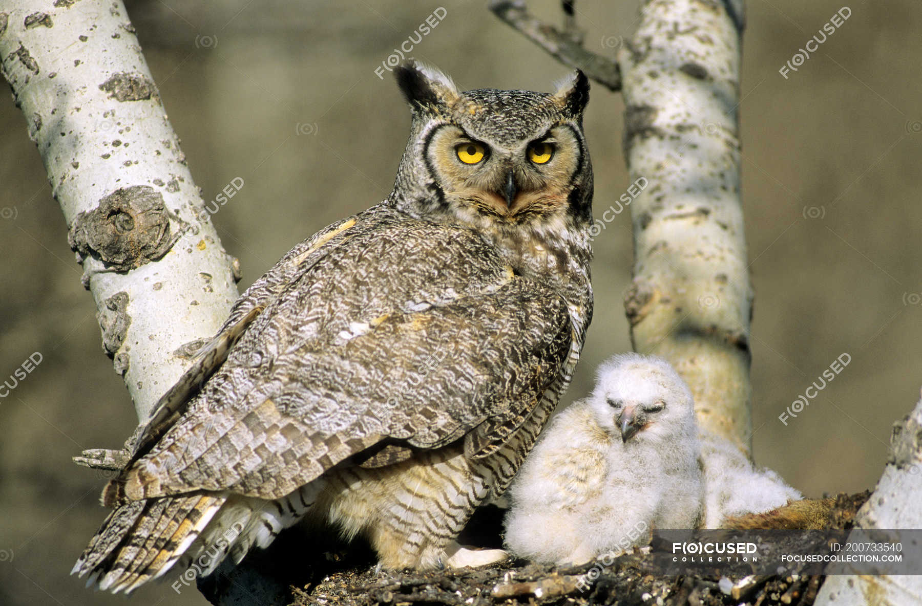 adult-great-horned-owl-and-owlet-siting-in-nest-natural-habitat