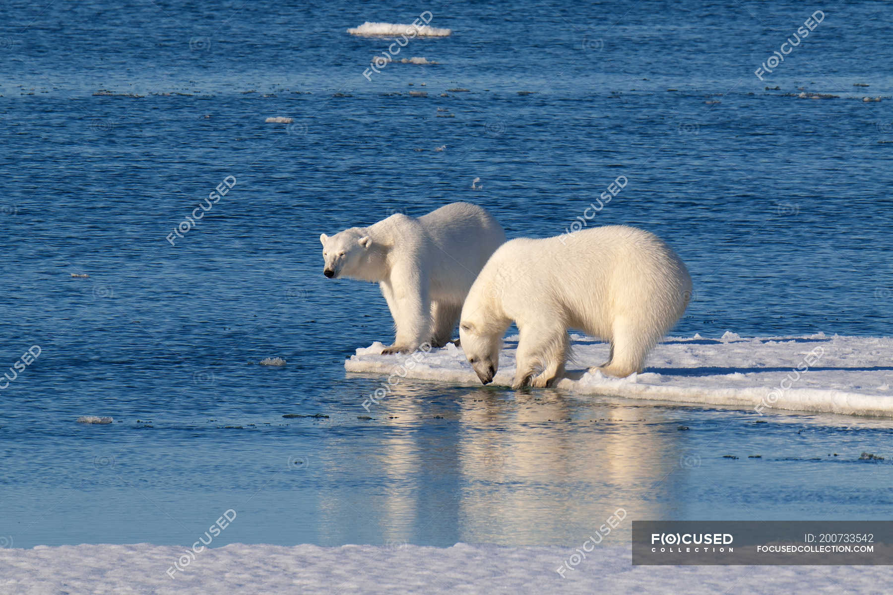 Polar bears standing on icy shore of Svalbard Archipelago, Norwegian ...