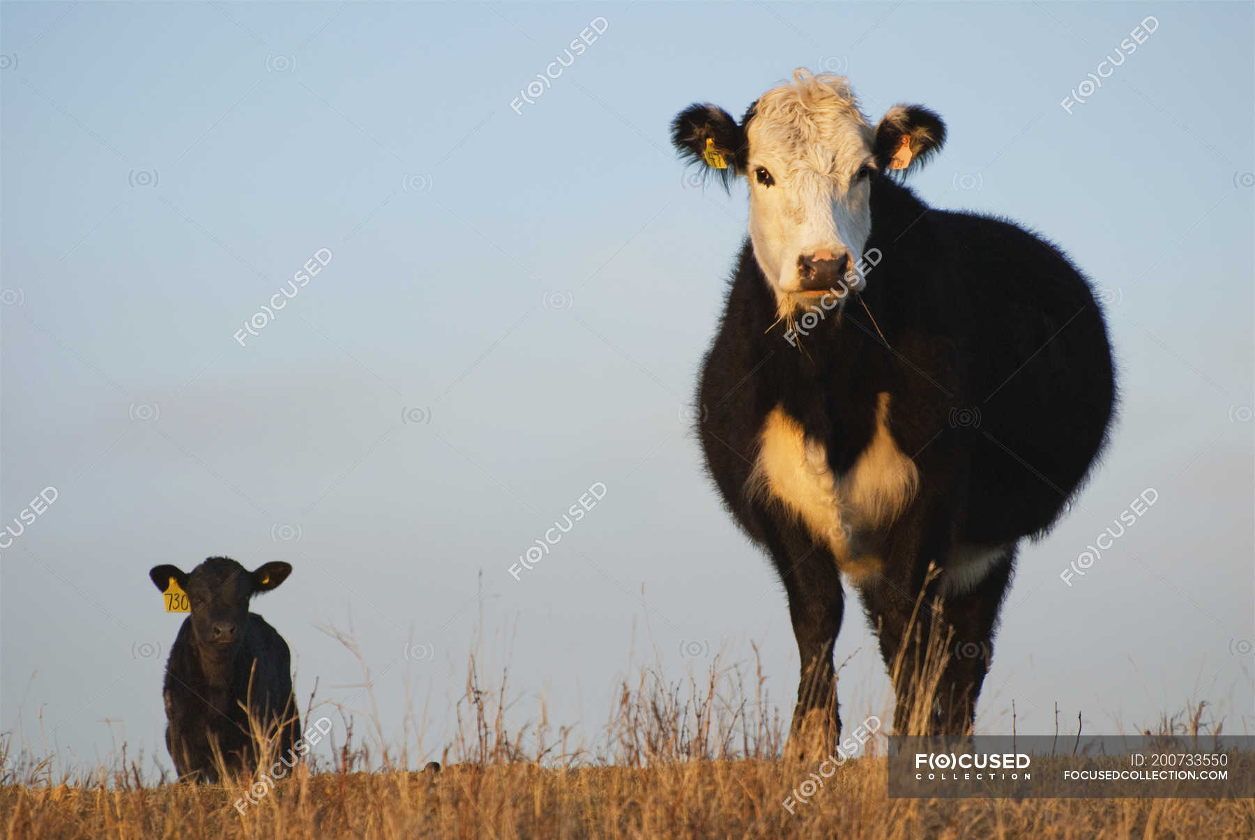 Cow and calf on pasture near Cochrane, Alberta, Canada. — ranch, landscape Stock Photo