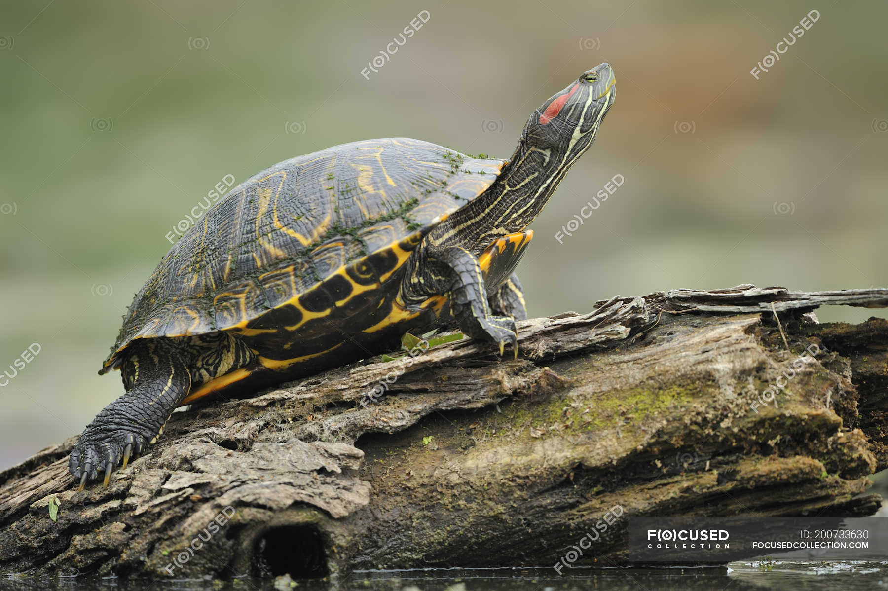 Resting turtle on wood log outdoors. — horizontal, nature - Stock Photo ...