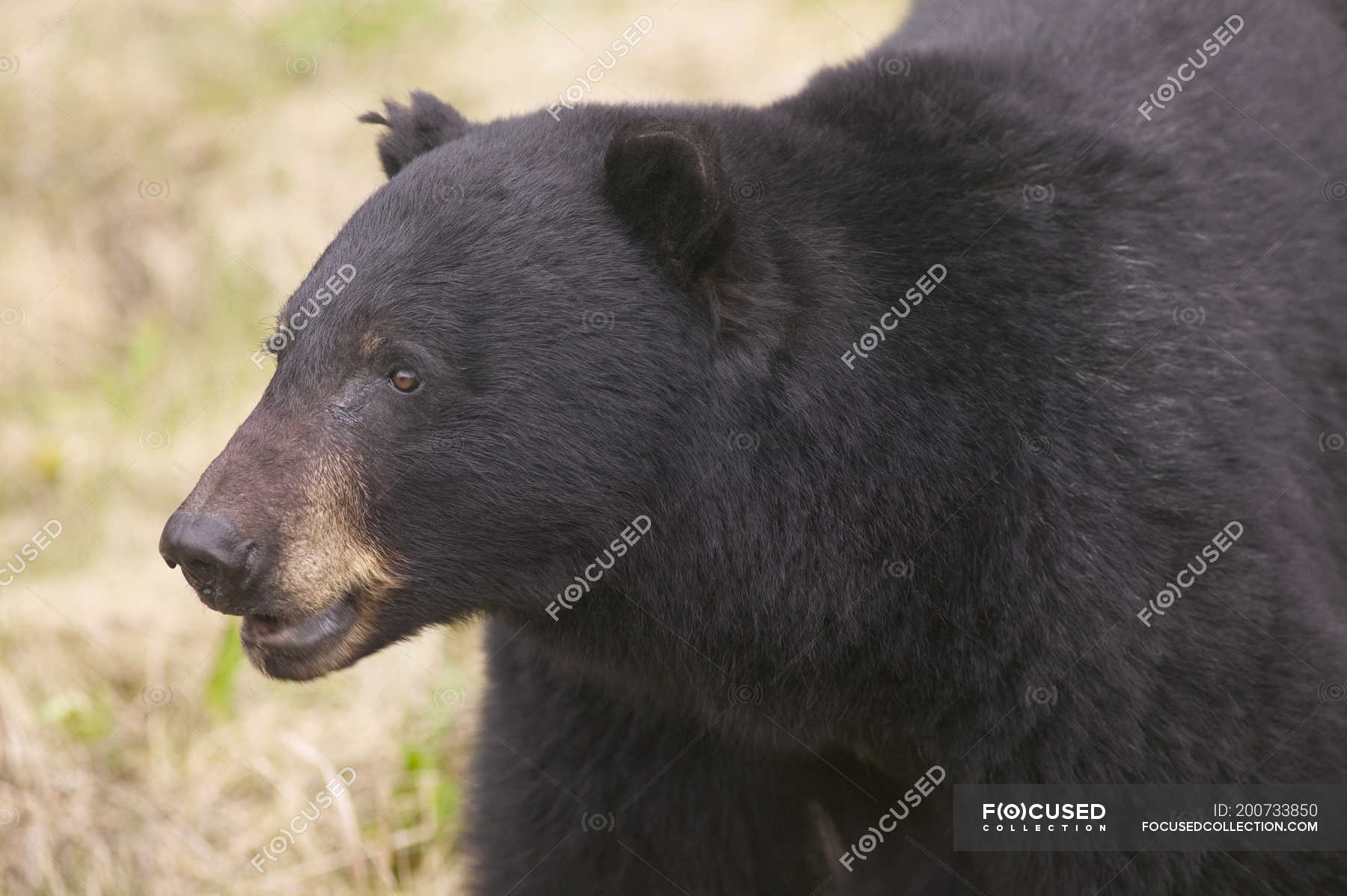 Close-up of American black bear walking in Kootenay National Park ...