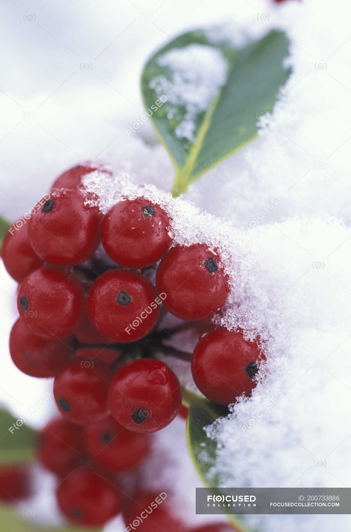 holly-tree-with-berries-in-winter-close-up-farming-food-stock