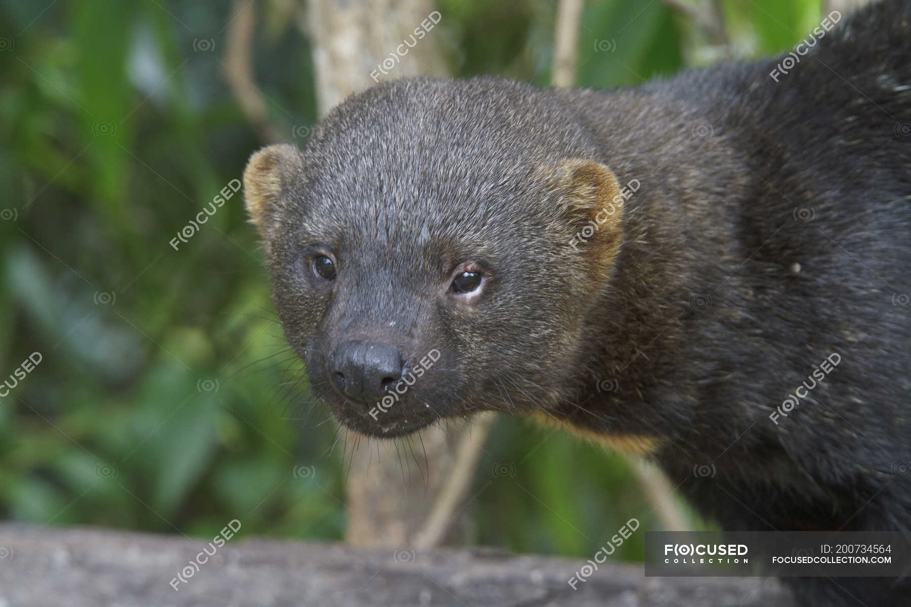 Tayra omnivorous animal from weasel family, close-up — mammalia, mammal -  Stock Photo | #200734564