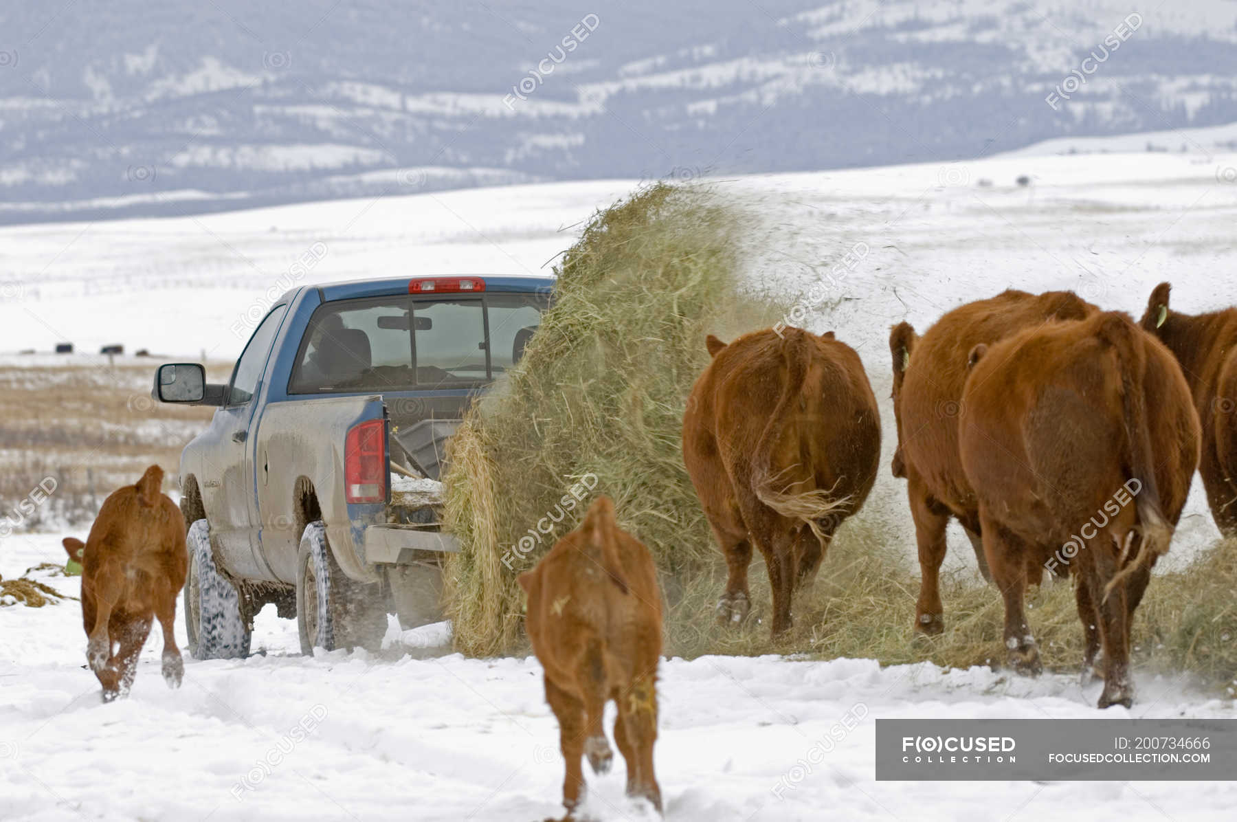 Red angus cows following bale of hay unwinding from lifter in pickup