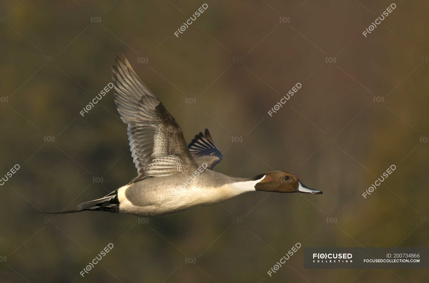 pintail flying