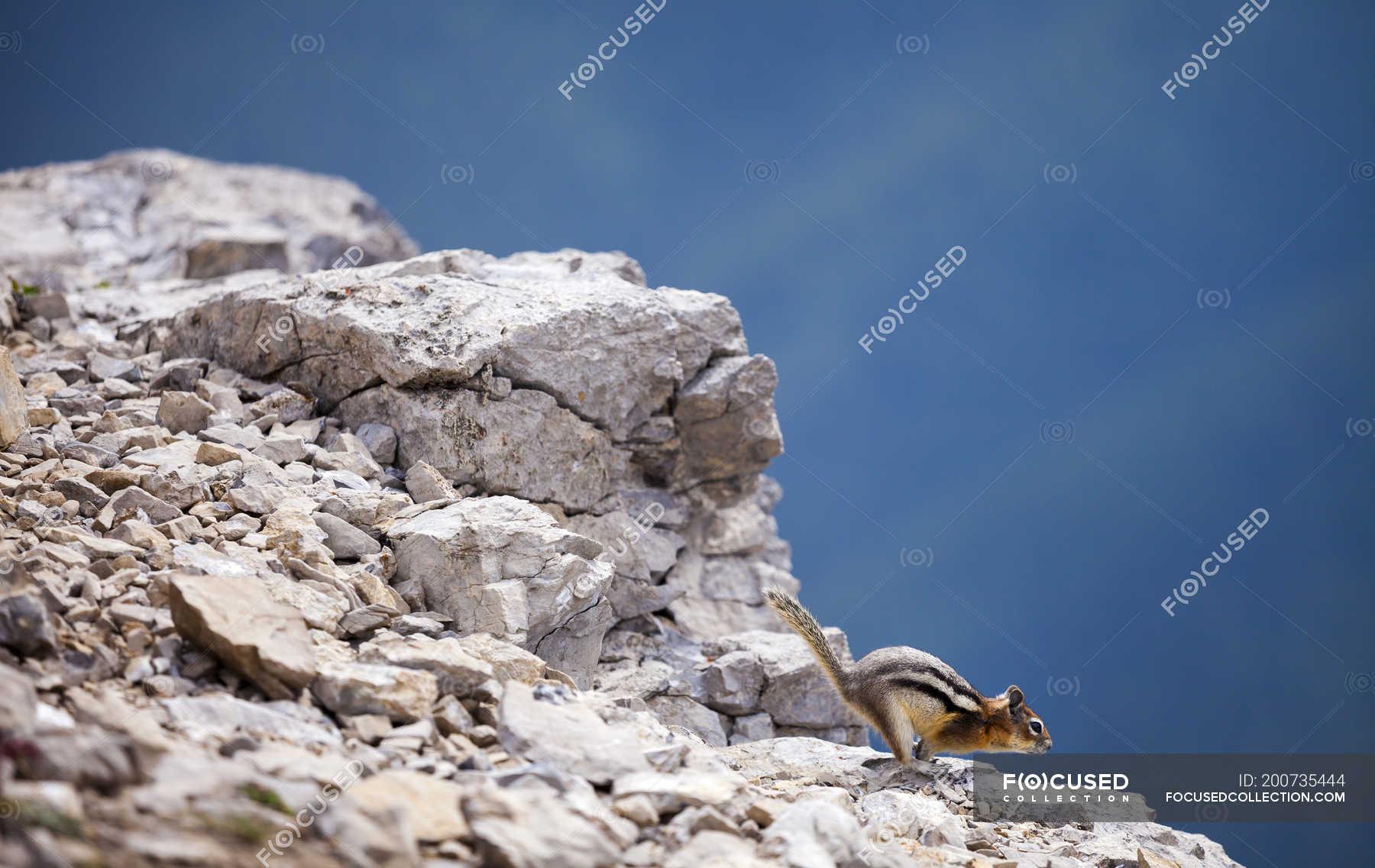 Golden-mantled ground squirrel jumping on rocks in Jasper National Park