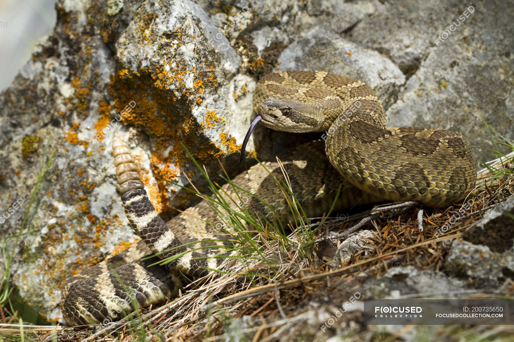 Western rattlesnake in defensive pose by rocks outdoors. — fauna