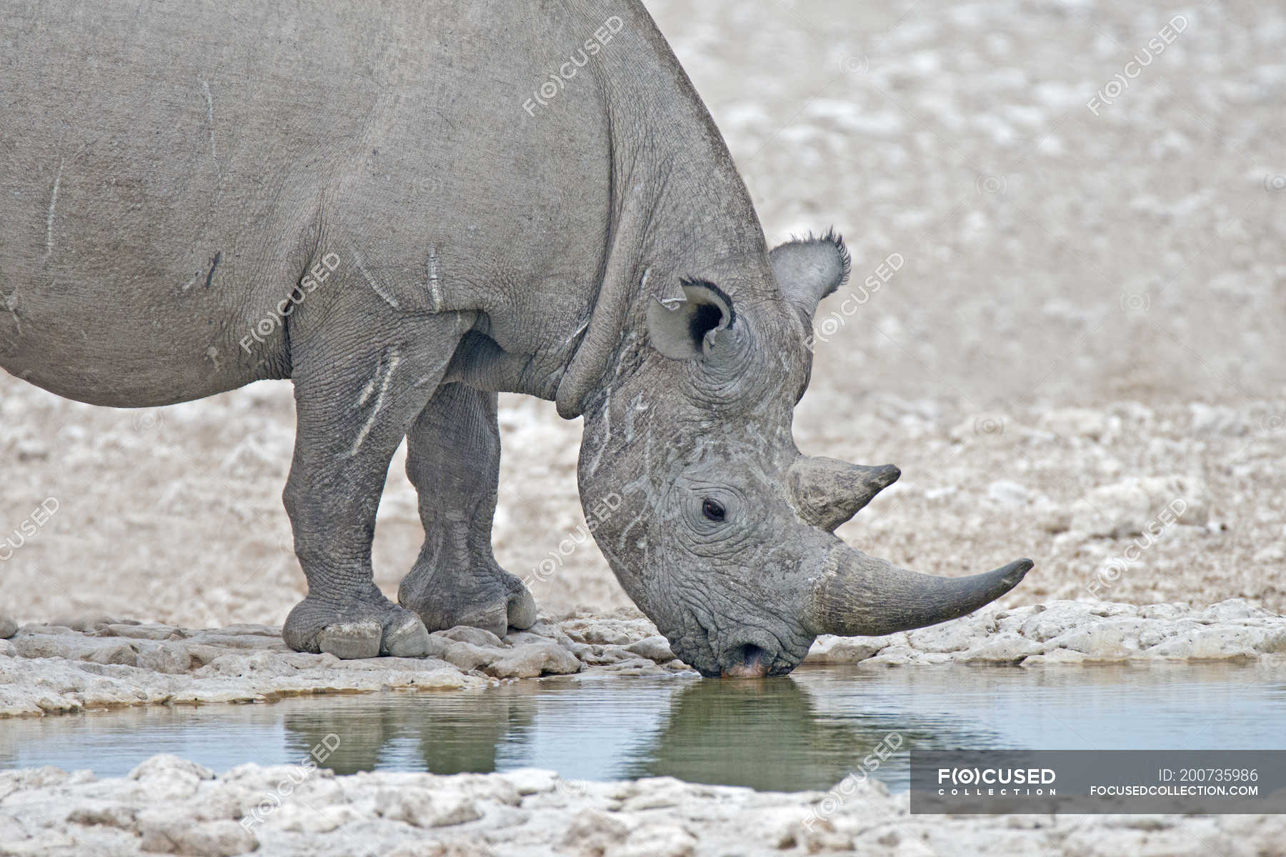 Endangered black rhinoceros drinking water in Etosha National Park ...