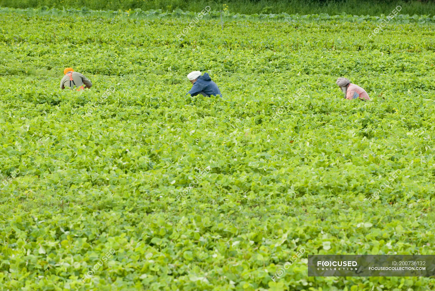 Workers picking strawberries at farm in Cowichan Valley near Duncan