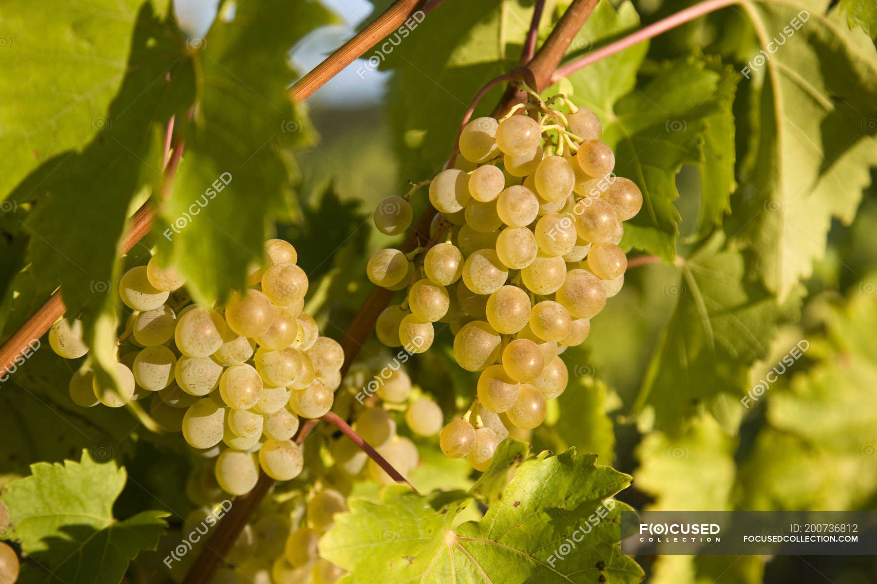 Viognier Grapes Growing At Vineyard Farm In Sunlight, Close-up ...