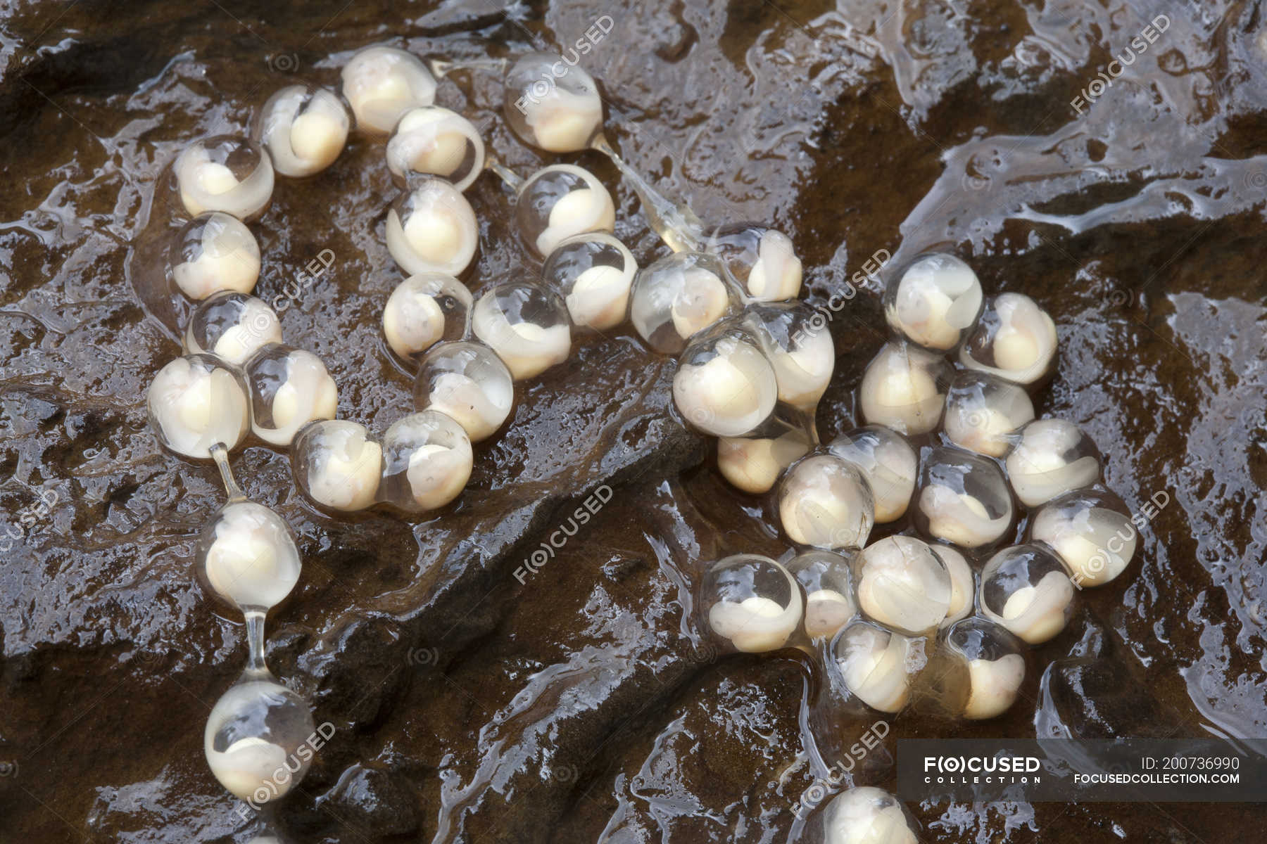 Rocky Mountain Tailed Frog egg mass, close-up — wet, eggs - Stock Photo ...