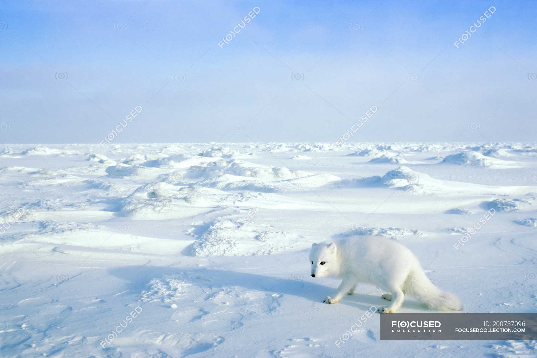 Arctic Fox Hunting In Snow Field Of Arctic Canada Alopex Lagopus   Focused 200737096 Stock Photo Arctic Fox Hunting Snow Field 