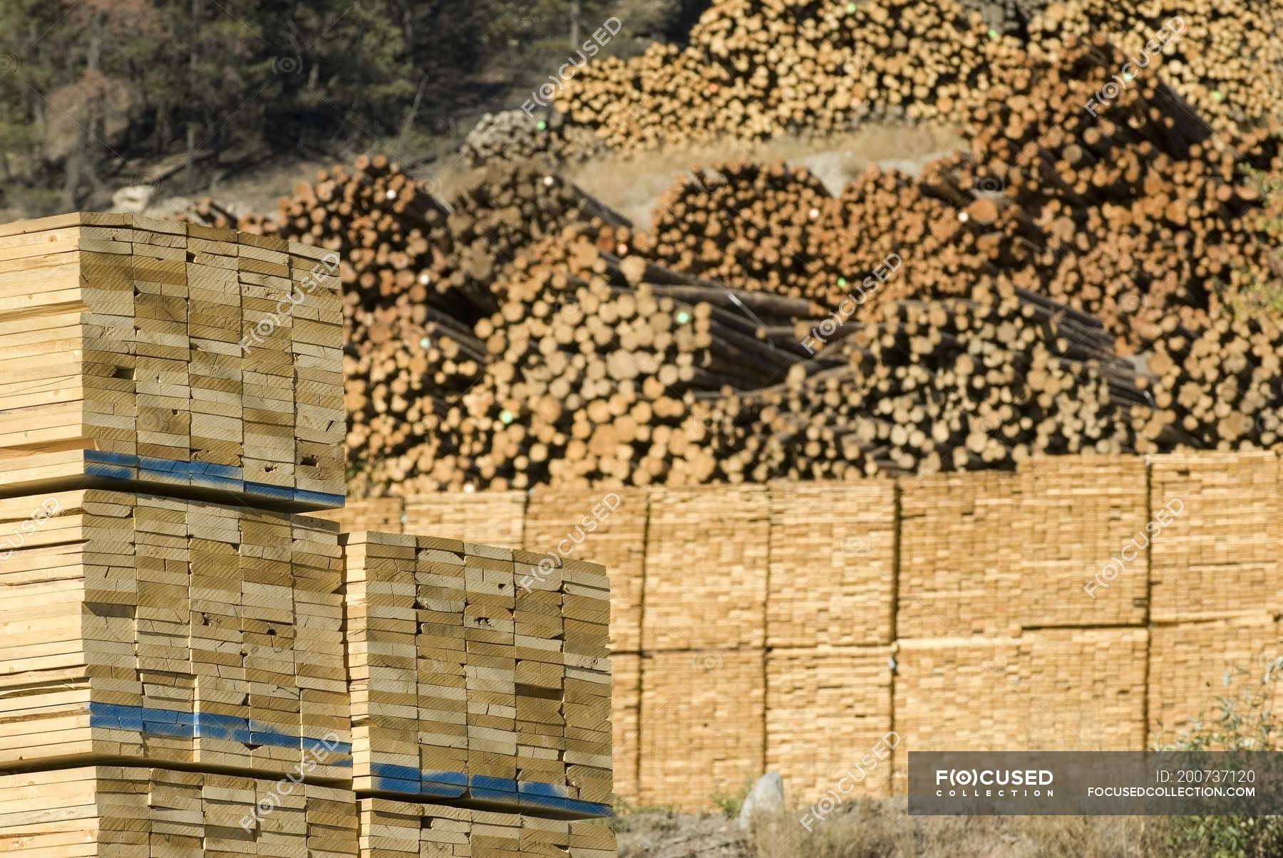 Stacked wood drying in lumber yard of lumber mill. — trees, export