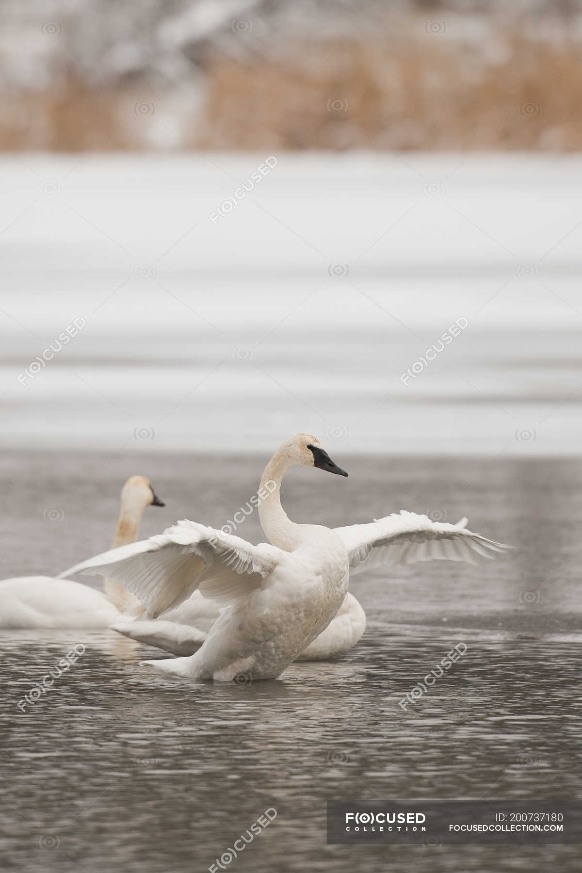 Trumpeter swans swimming and flapping wings in water — avians, nature ...