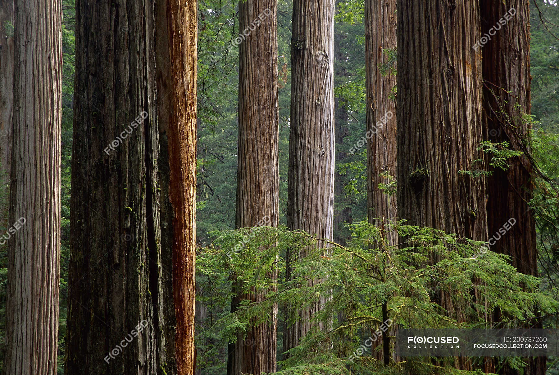 Coastal redwoods in Northern California, Prairie Creek Redwoods ...