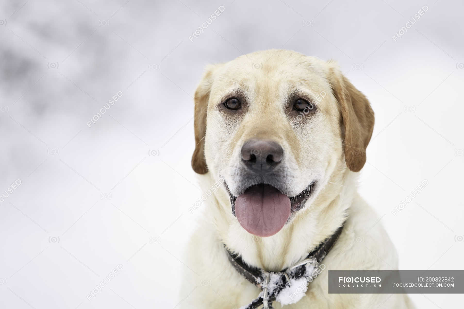 are labrador retrievers from labrador canada