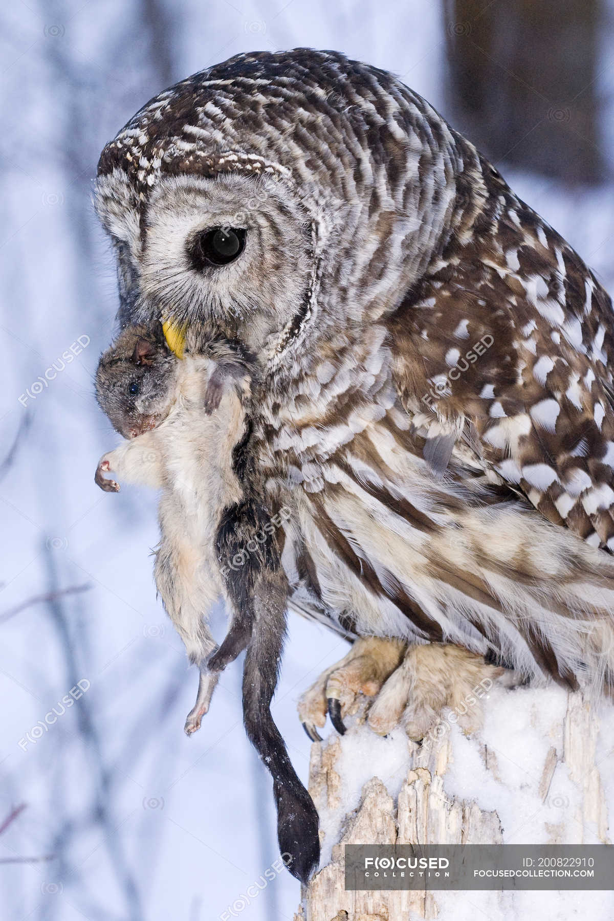 Barred owl ingesting flying squirrel in snowy forest. — wildlife, water