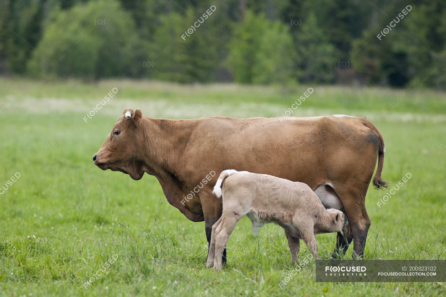 Calf nursing from cow on pasture near Riverton, Manitoba, Canada