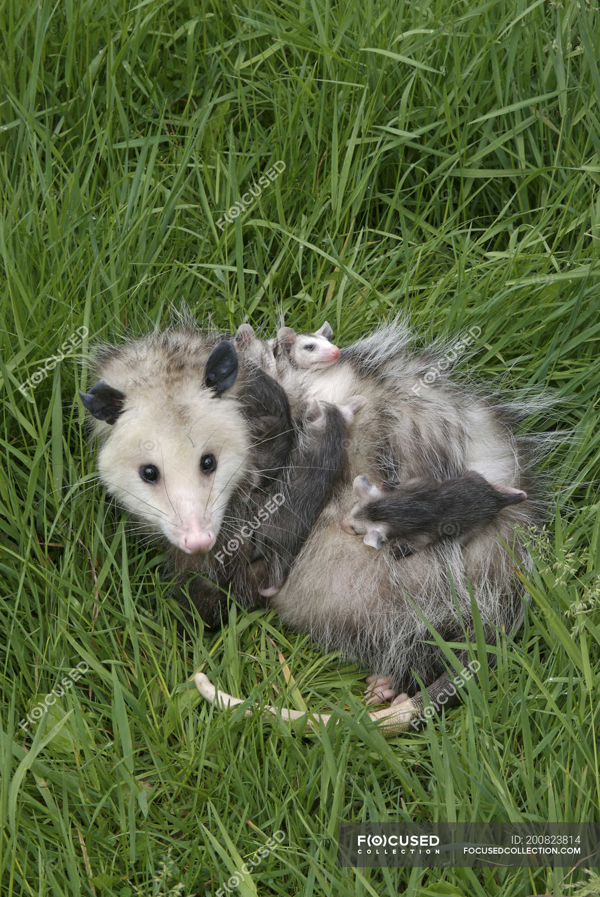 Unexpected Truths About Female Opossum Anatomy - hs642gs