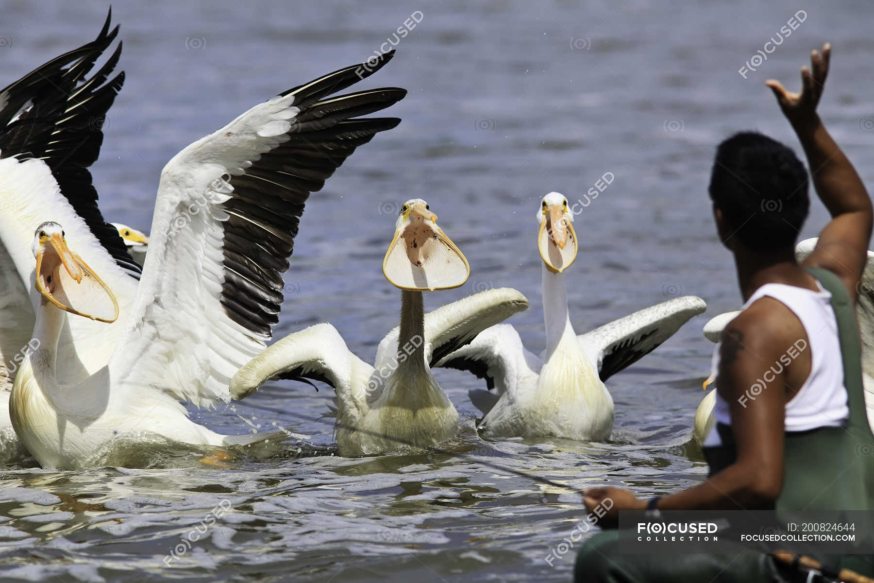 Fisherman throwing fish to American white pelicans, Red River, Lockport