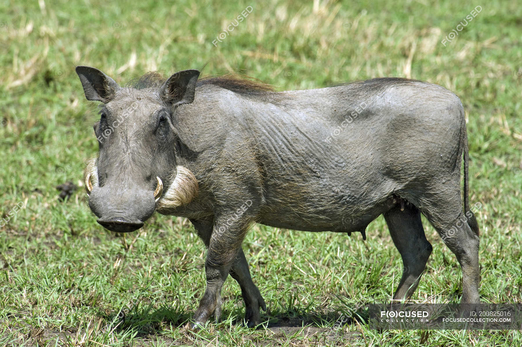 Female Warthog Walking On Green Grassy Meadow In Kenya Africa   Focused 200825016 Stock Photo Female Warthog Walking Green Grassy 