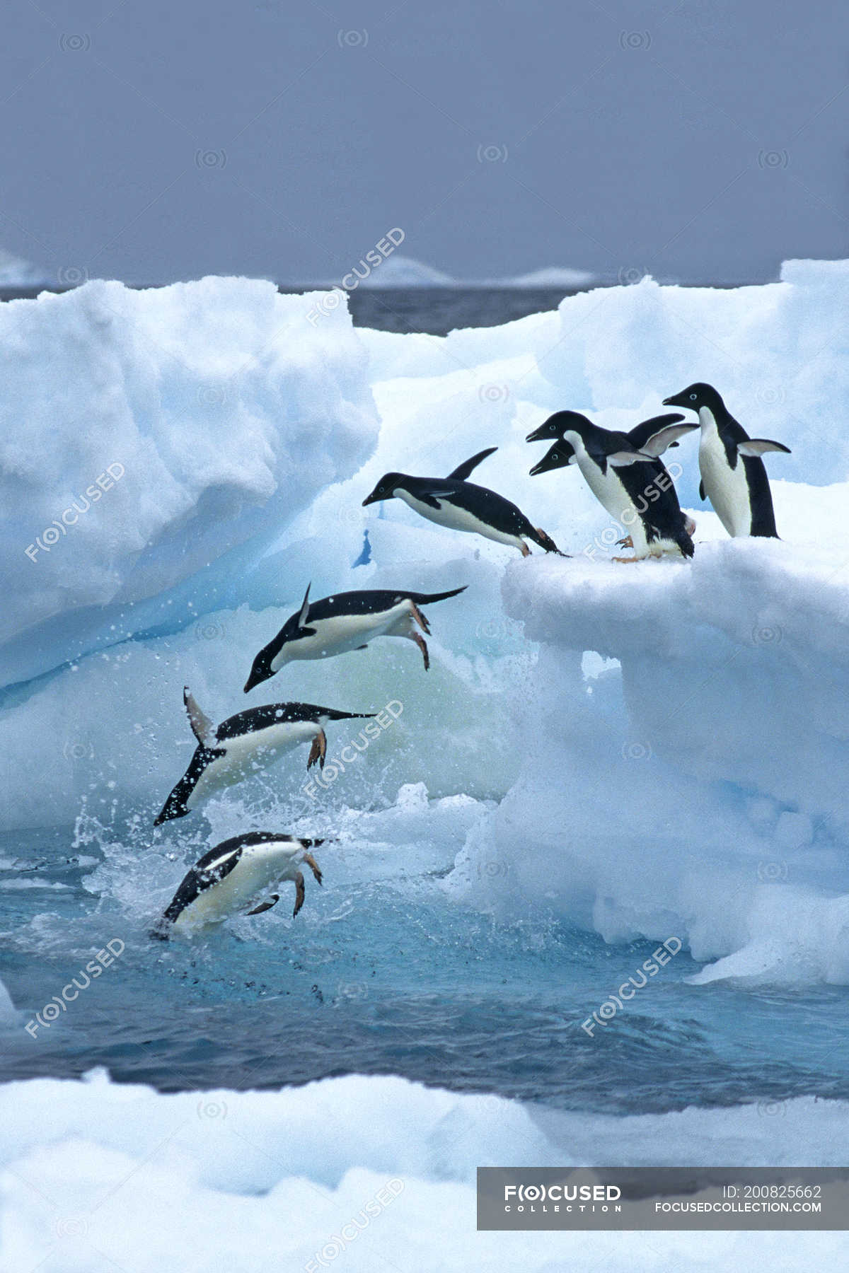 antarctic penguins diving