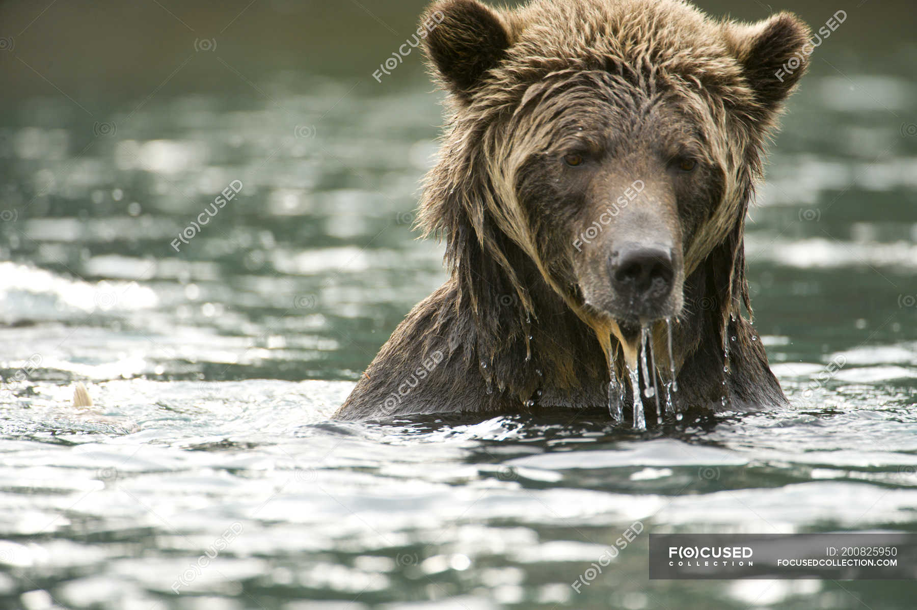 Grizzly Bear Wet In Water Of Chilko River British Columbia Canada Wildlife Food Stock