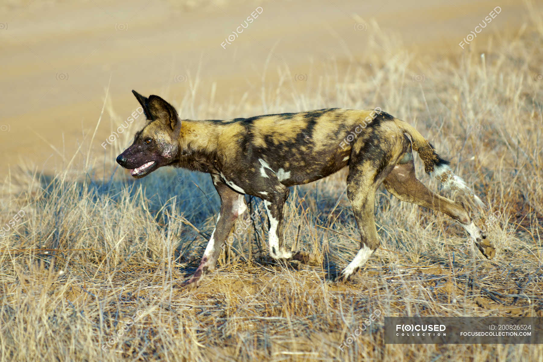 Are There Wild Dogs In Kenya