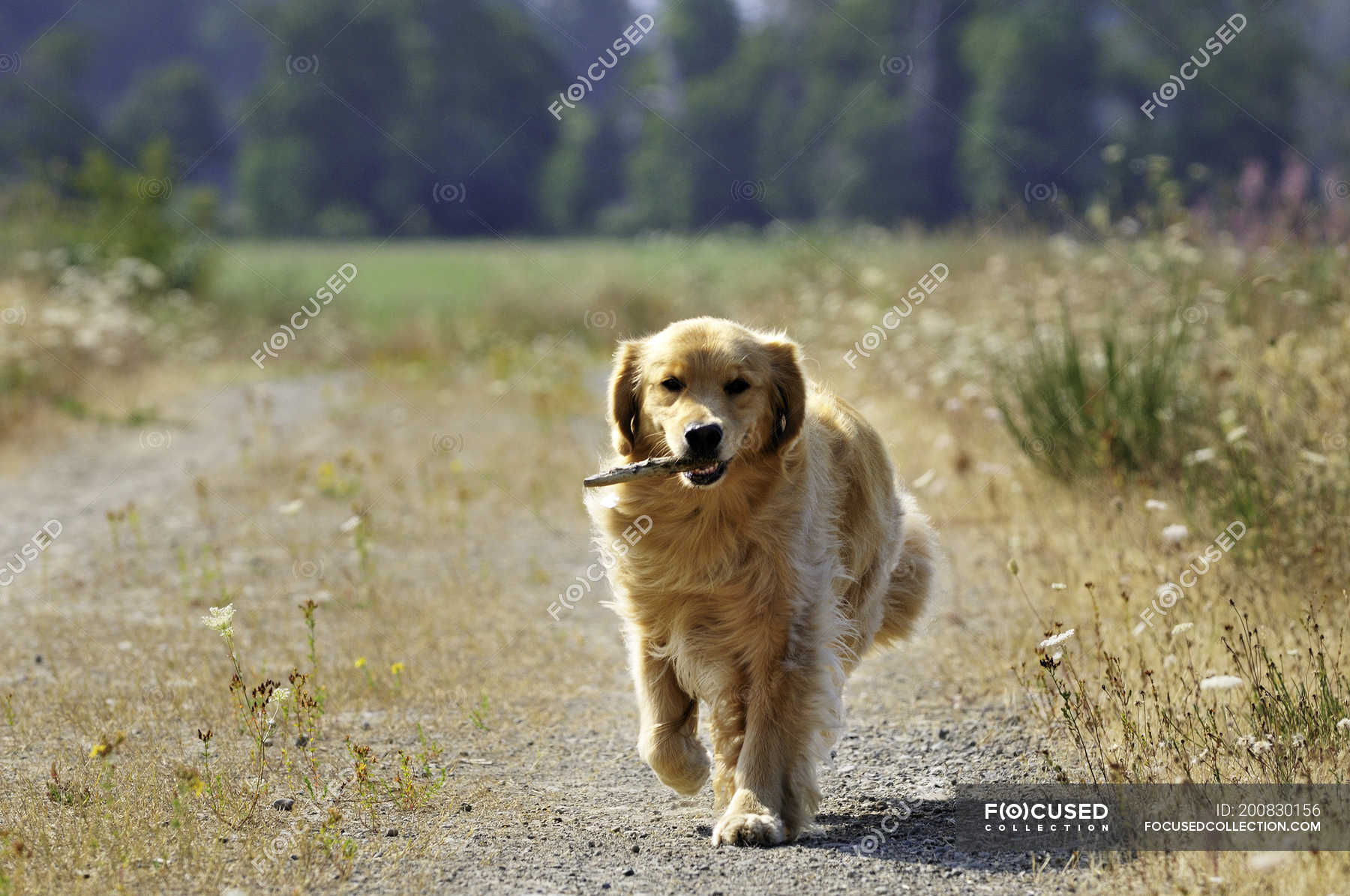 Golden retriever dog retrieving stick on countryside road. — One Animal