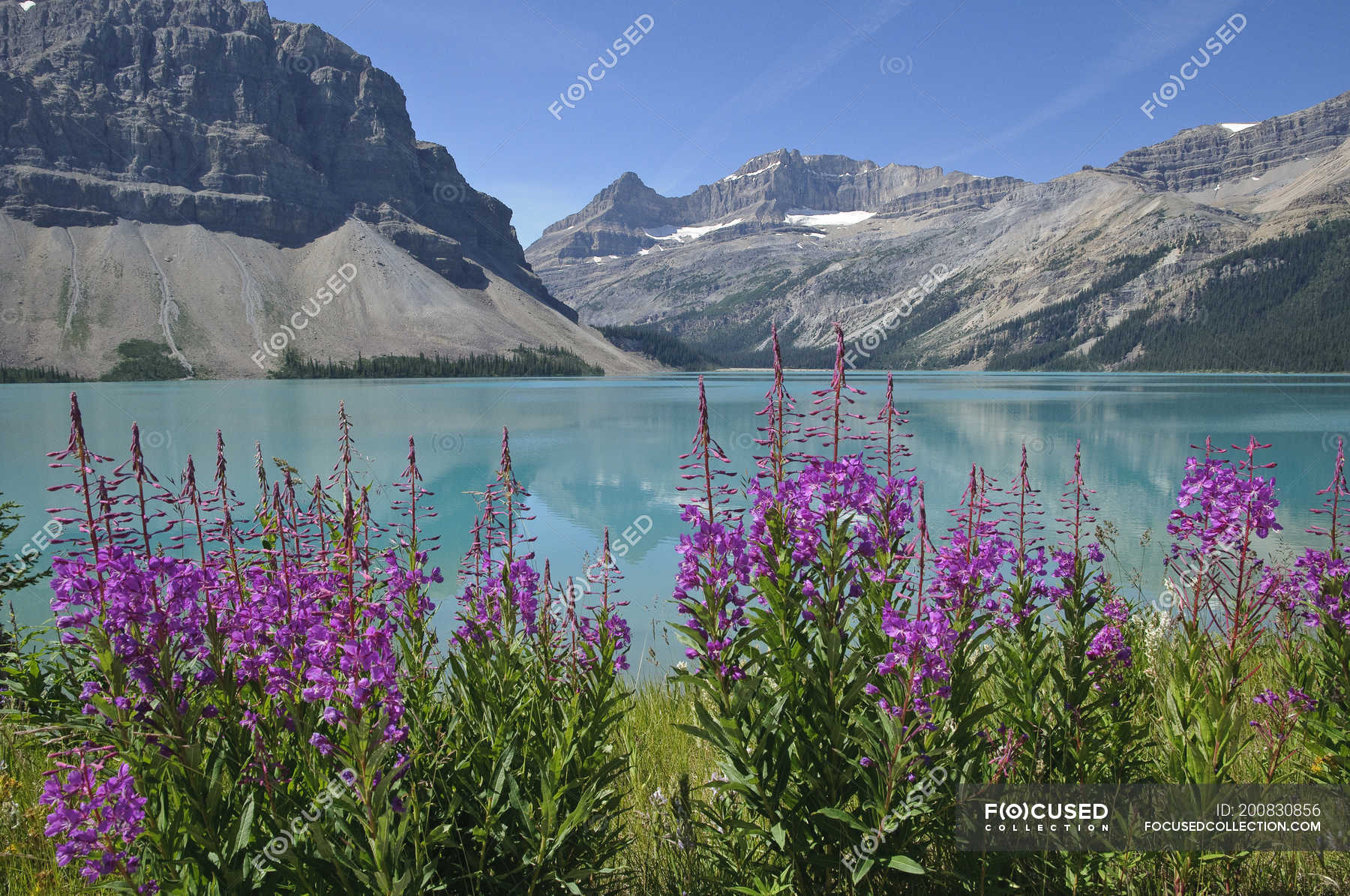Fireweed flowers growing by Bow Lake, Banff National Park, Alberta, Canada — tranquil scene