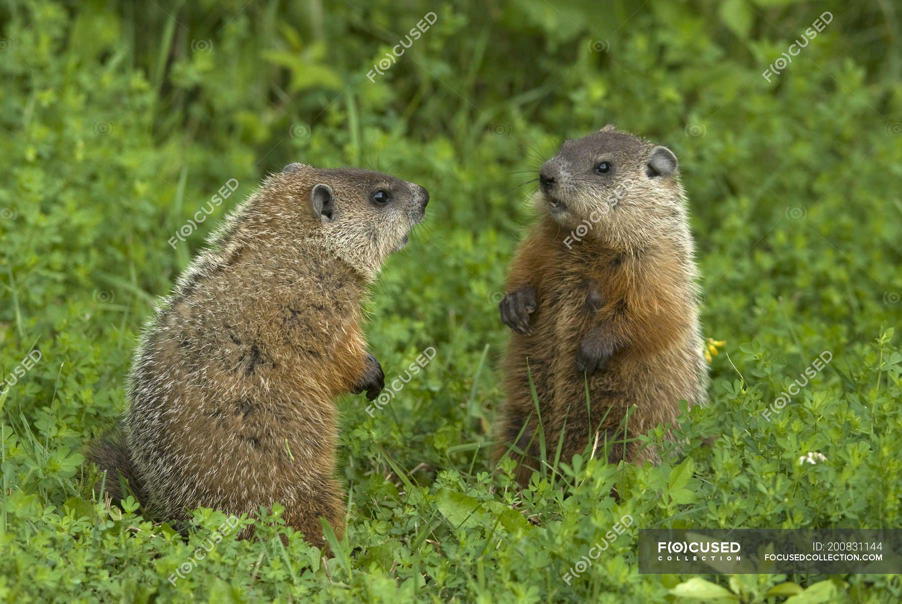 Groundhogs sitting face to face on hind legs in green summer meadow ...