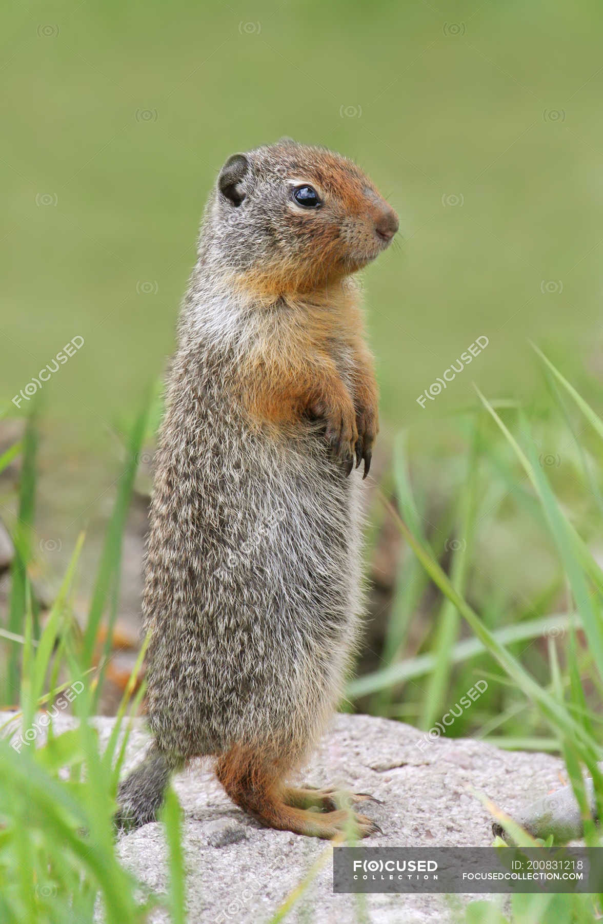 Columbian ground squirrel at burrow at Jasper National Park, Alberta