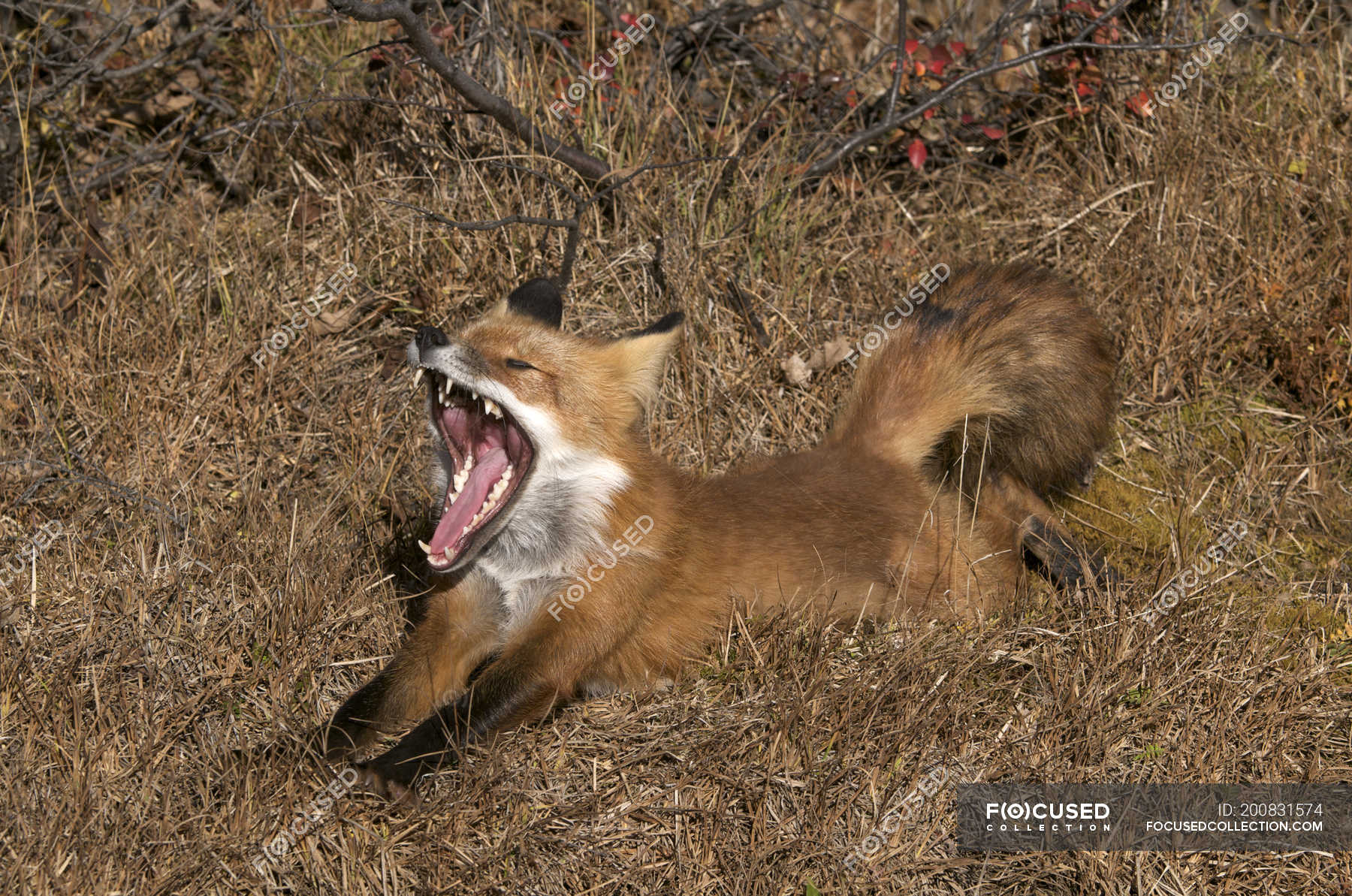 Yawning and stretching wild red fox in dry field. — wildlife, season ...