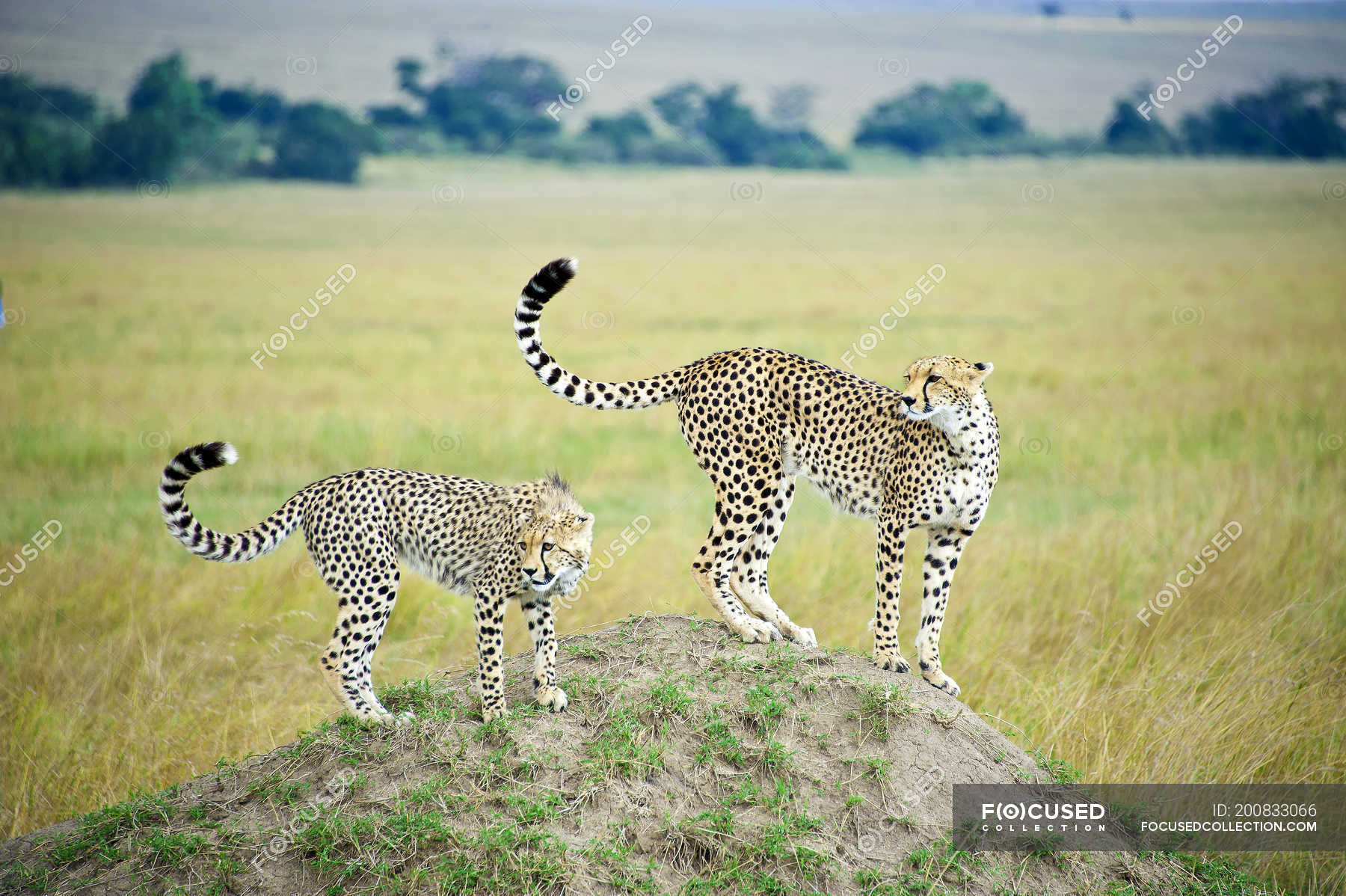 Adult and young cheetahs hunting from termite mound, Masai Mara Reserve