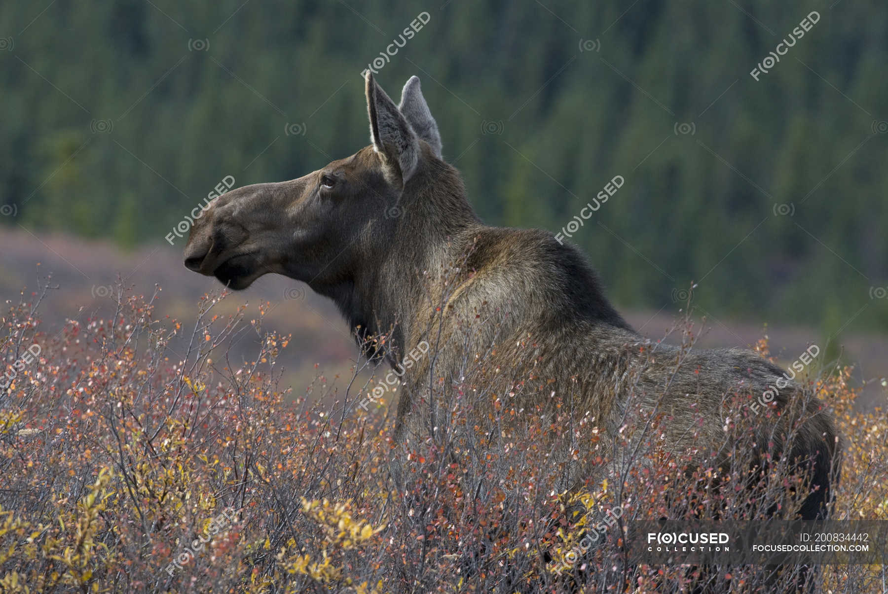 Cow moose in dense dwarf birches and shrubs of Denali National Park