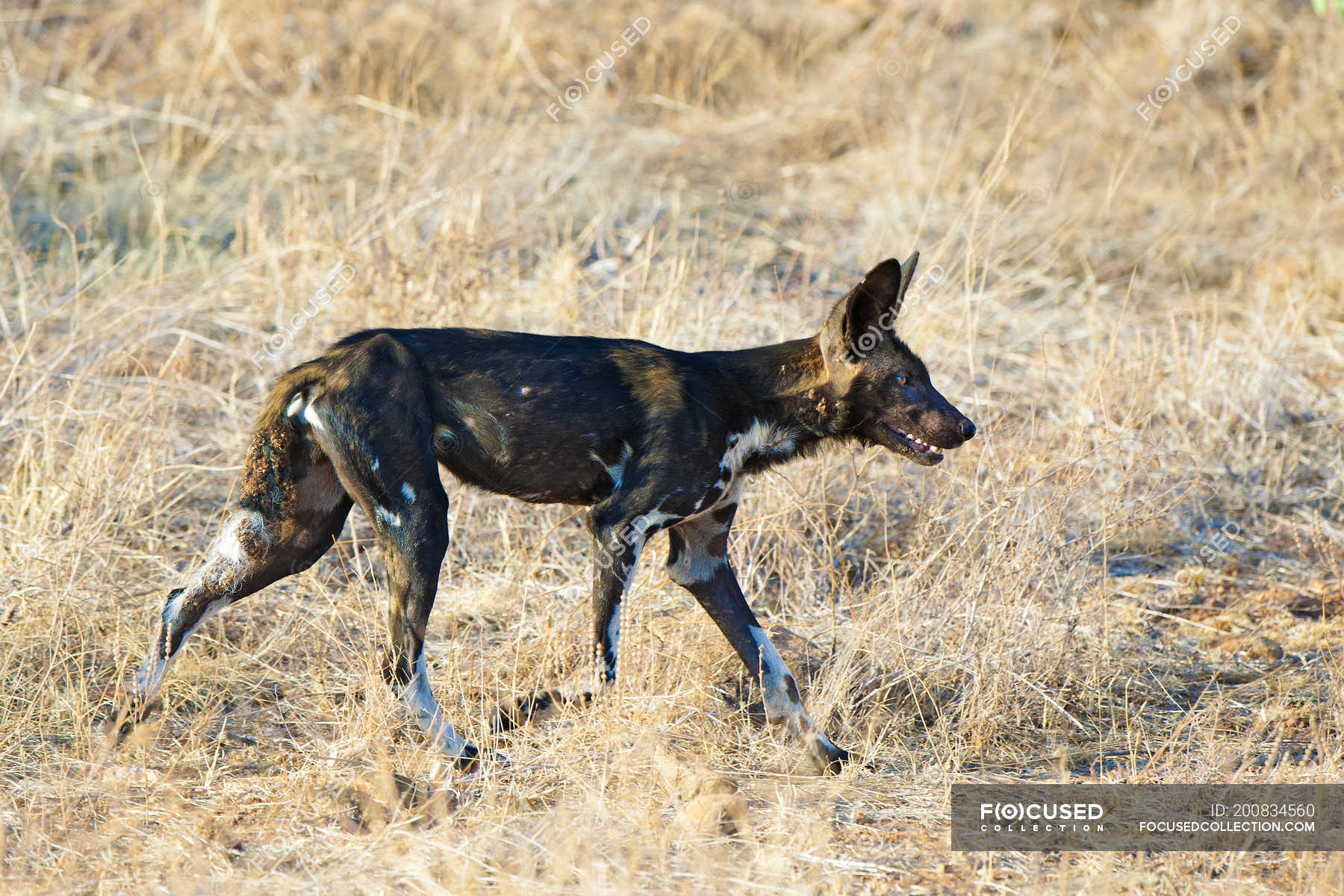 are there wild dogs in kenya