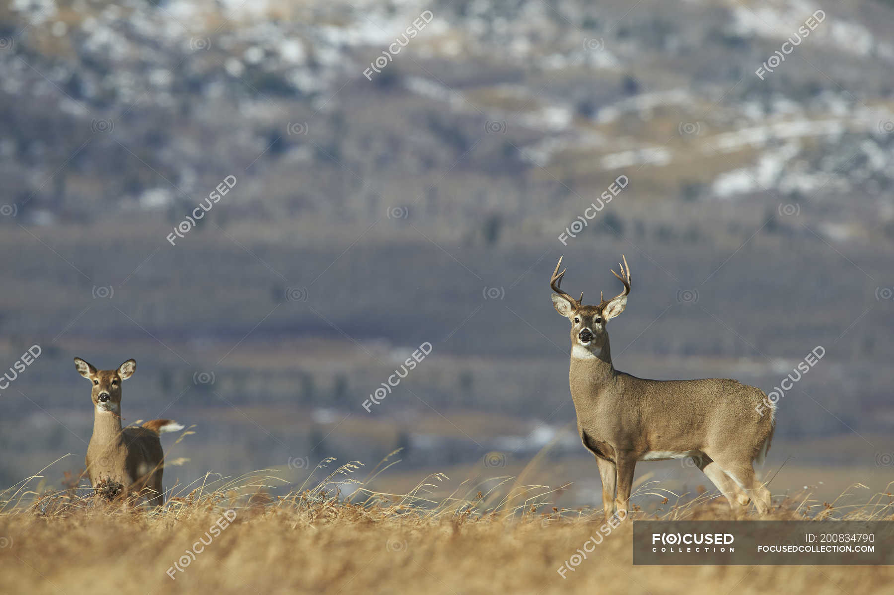white tailed deer buck and doe