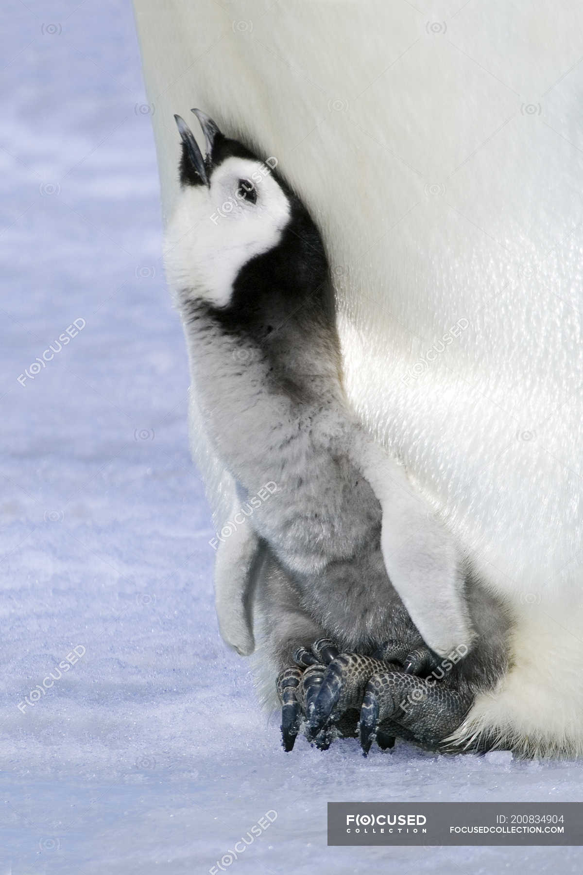 baby emperor penguin happy feet