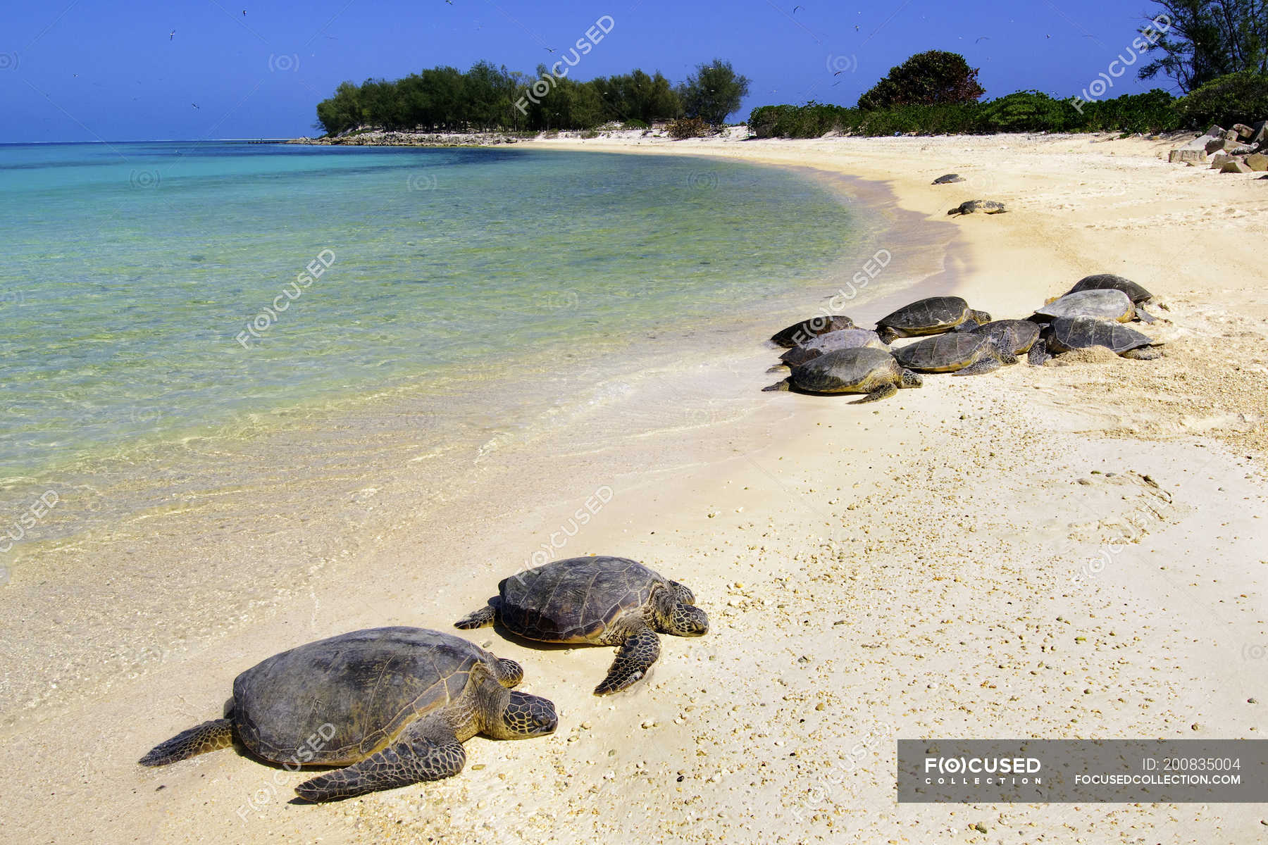 Унаватуна пляж с черепахами. Унаватуна Черепаший пляж. Шри Ланка Унаватуна черепахи. Черепаший остров Фуджейра. Остров тартл (Черепаший остров).