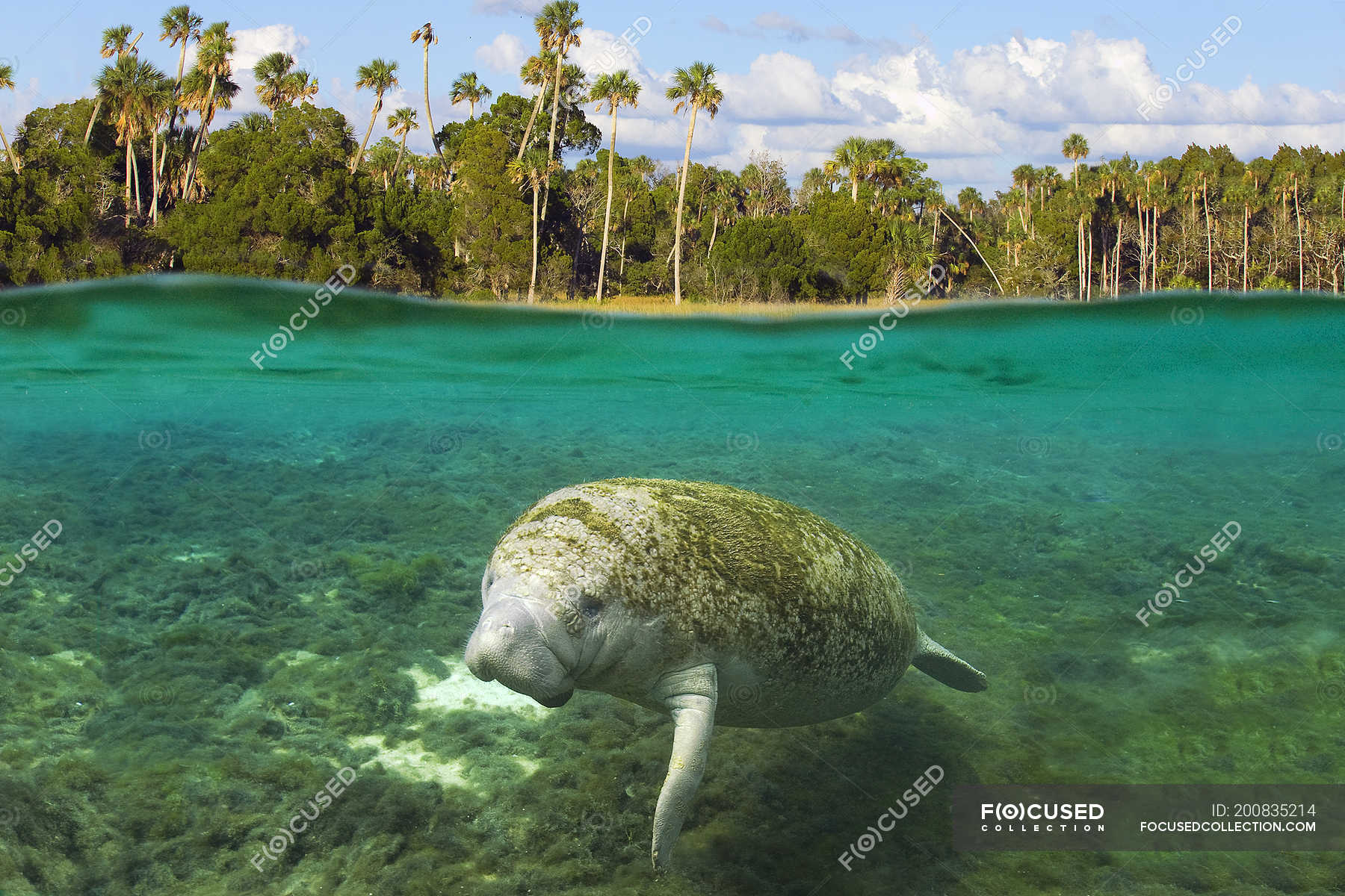 Florida Manatee In Water Of Crystal River, Florida, Usa — Trichechus 