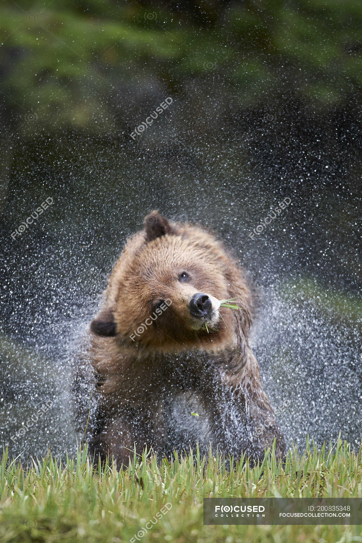 Grizzly bear shaking off water in Great Bear Rainforest, British