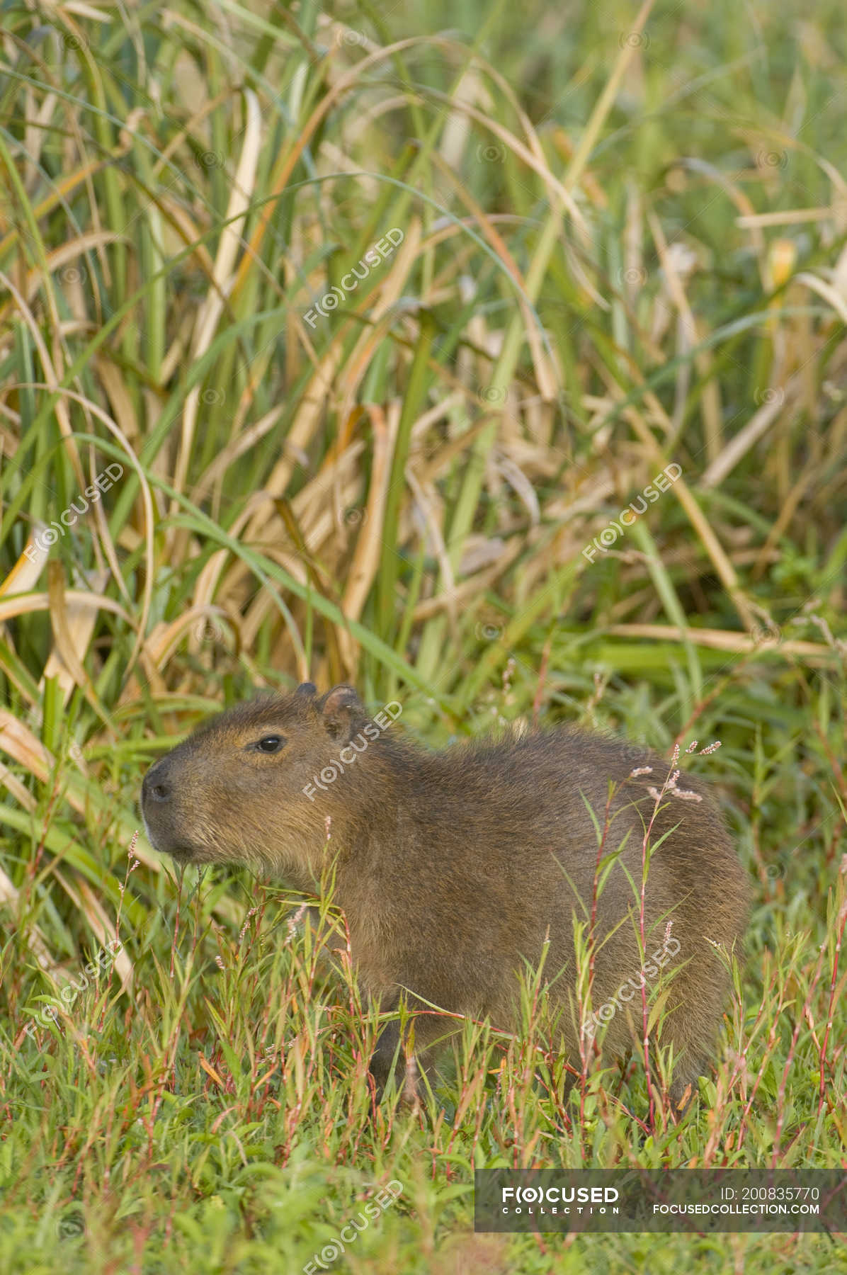 capybara eating grass