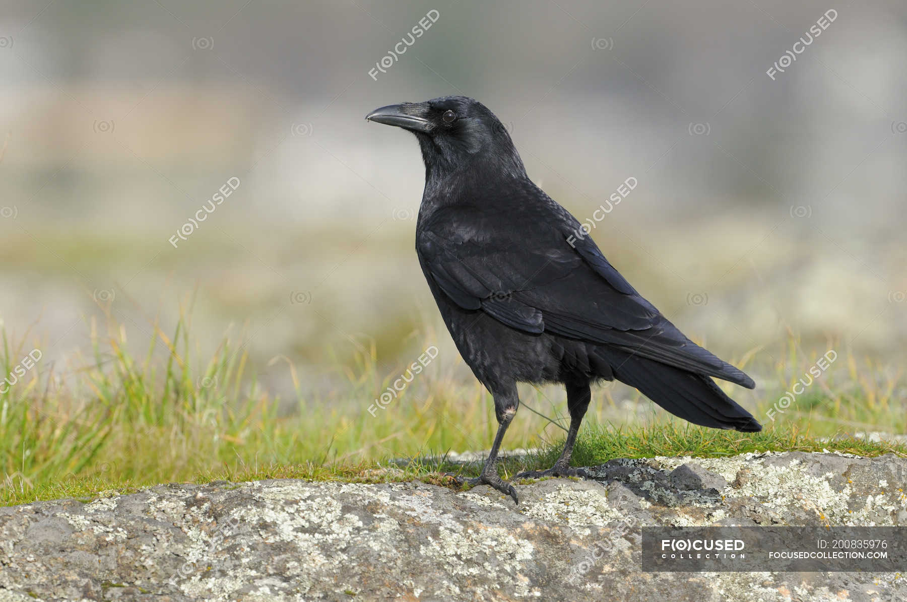 Northwestern crow perched on mossy rock in meadow. — aves, green ...