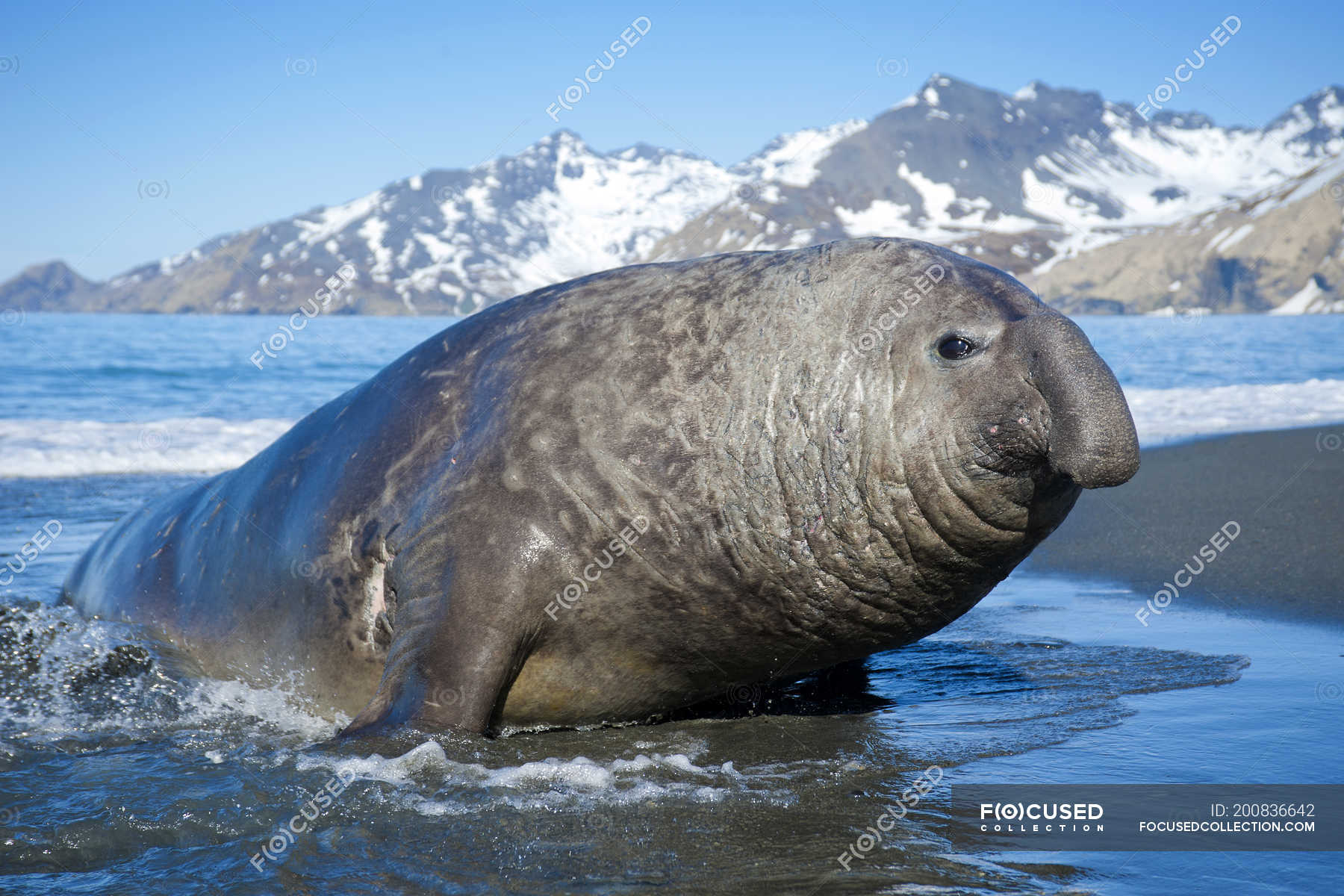Seal elephant Elephant Seal