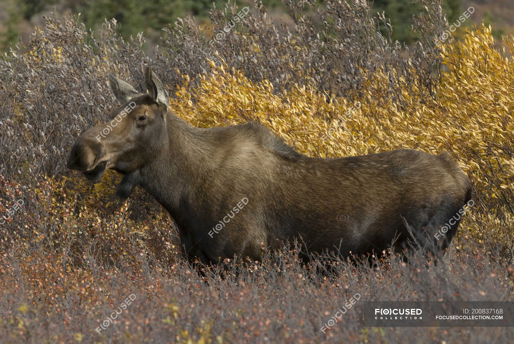 Cow moose in dense dwarf birches and shrubs of Denali National Park