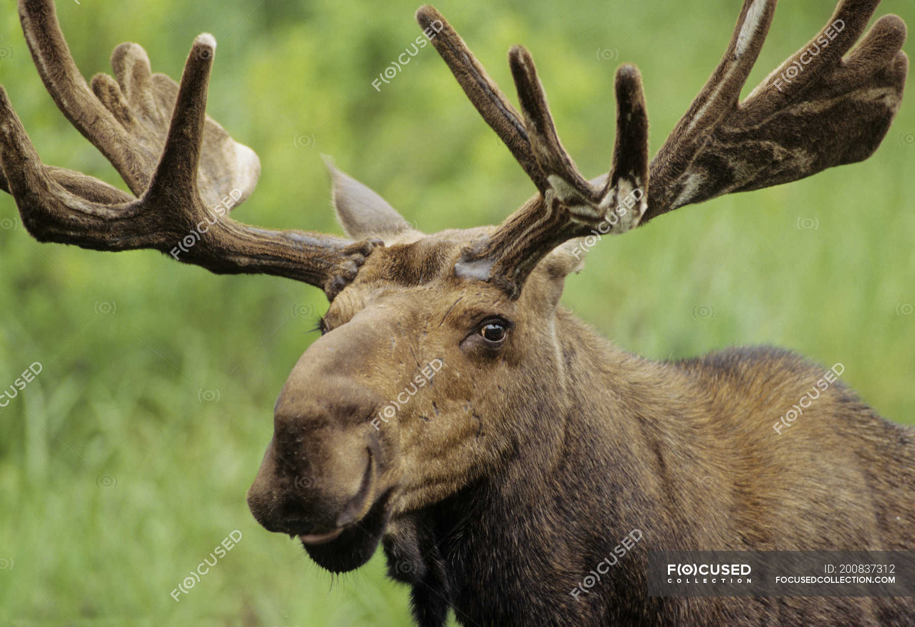 portrait-of-moose-with-antlers-in-ontario-canada-animal-selective