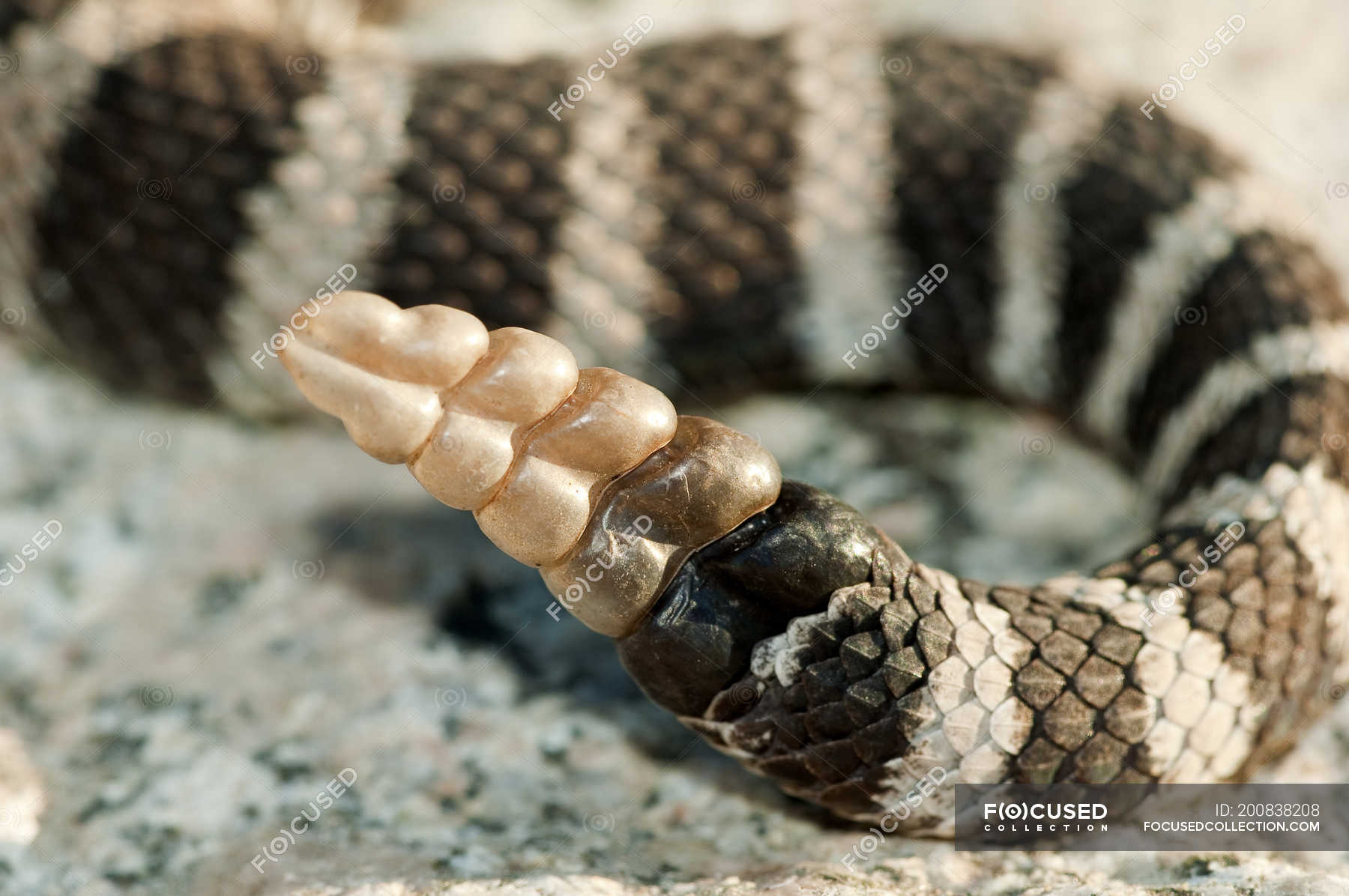 western-rattlesnake-tail-rattle-on-rocky-surface-close-up-one-animal